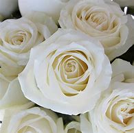 Image result for Avalanche Rose