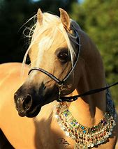 Image result for Arabian Colours Horse