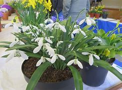Image result for Galanthus Peardrop