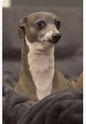 Image result for Greyhound Dog Kermit
