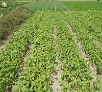 Image result for Basil Farm