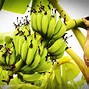 Image result for orange bananas hybrids