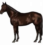 Image result for Horse Racing Simulator