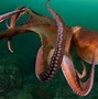Image result for The Biggest Octopus Ever Lived