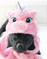 Image result for Cute and Funny Pit Bulls