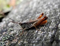 Image result for House Cricket Insect