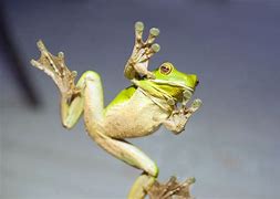 Image result for Frog Wallpaper HD