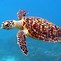 Image result for Turtle