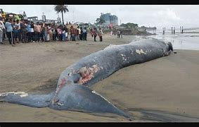 Image result for Blue Whale in Kerala