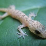Image result for Indian Gecko