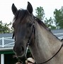 Image result for Carolina Marsh Tacky Horse