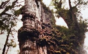 Image result for Tree in Chile 5000 Years Old