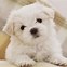 Image result for Cute Dog Desktop