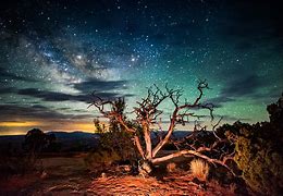 Image result for Milky Way Tree