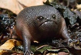 Image result for Sad Frog Real