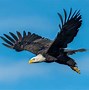 Image result for Are the Eagles at Chesapeake Bay