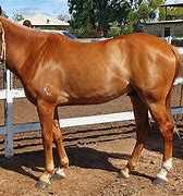 Image result for australia securities horses breeder