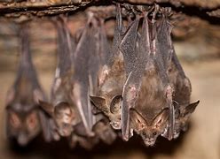 Image result for Flock of Bats