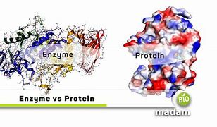 Image result for Enzyme Protein