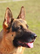 Image result for Show Me a Picture of a German Shepherd Face