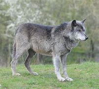 Image result for Biggest Wolf Size