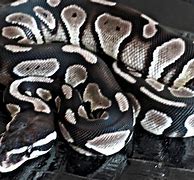 Image result for Black Python