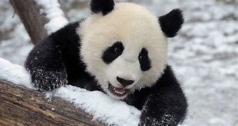Image result for White Baby Panda