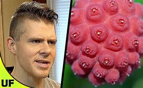 Image result for Types of Edible Berries