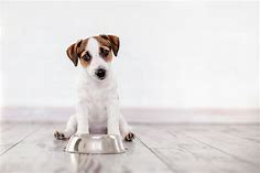 Help, mijn pup wil niet eten! Wat is er aan de hand? | My Happy Pet