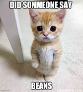Image result for Cat Beans Meme