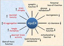 Image result for apoe
