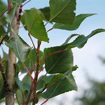 Image result for Populus nigra Italica