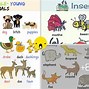 Image result for House Pets for Kids