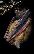 Image result for Tri Colored Bat Range