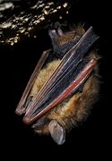 Image result for Colorado Bat Species