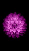 Image result for iOS 8 iPhone Wallpaper Flower