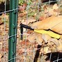 Image result for Wire Fence Clips Almond Color