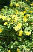 Image result for Potentilla fruticosa Goldstar