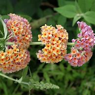 Image result for Buddleja weyeriana Flower Power