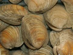 Image result for Top Neck Clams