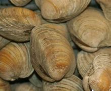 Image result for Living Clam