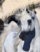 Image result for Equus Run Bluegrass Blanc Blanc American