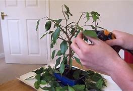 Image result for Air Pruning Pots