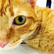 Image result for Ginger Cat Face