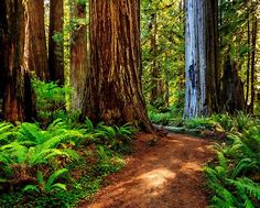Image result for Redwood Forest California Pics