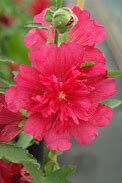 Bildergebnis für Alcea rosea pink shades
