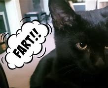 Image result for cats farting face