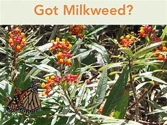 Image result for Climbing Milkweed Vine