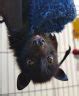 Image result for Cutest Bats Everrr