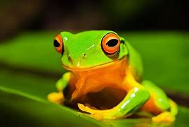Image result for Smiling Frog Tropical
